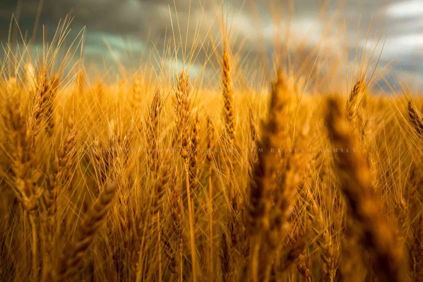 harvest-time-golden-wheat-field-stalks-farm-country-rural-farmhouse-colorado-photography-print