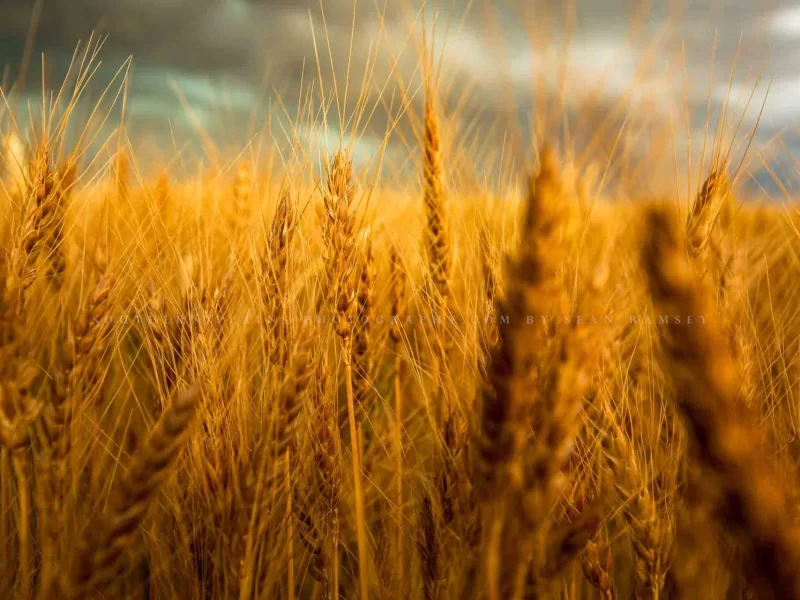 Prodotti biologici toscani